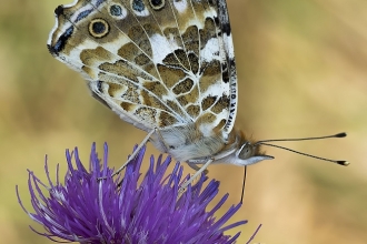 a 169